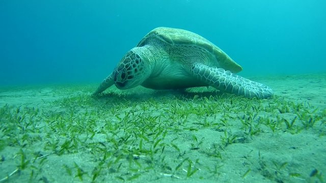 green sea turtle (Chelonia mydas) eating seaweed  