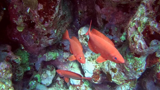  lunar-tailed bigeye (Priacanthus hamrur) Red sea, Marsa Alam 