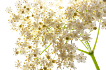 Holunderblüten freigestellt