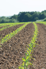 Cornfield with Forrest