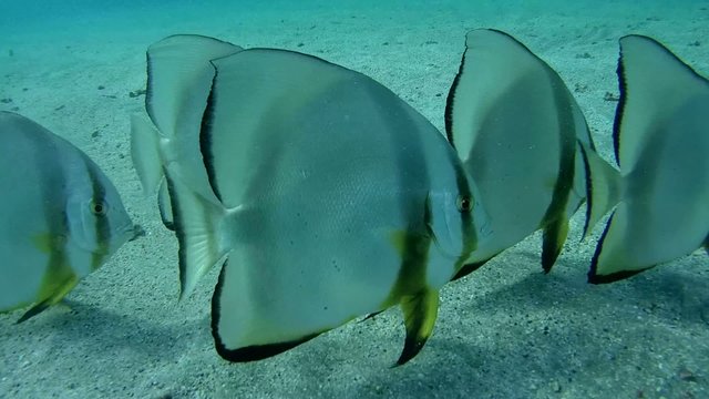Three teira batfish or longfin batfish (Platax teira)  