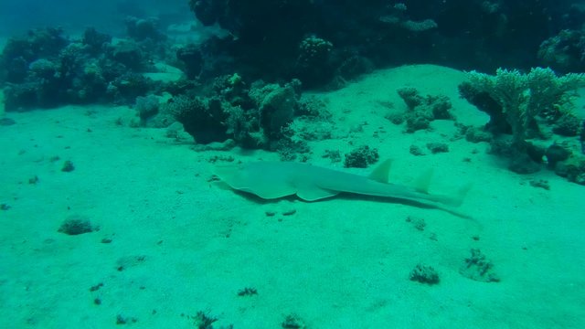 &nbsp;thornback guitarfish&nbsp;(Platyrhinoidis triseriata) Red sea 
