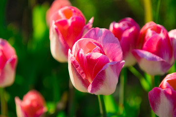  Close-up view of a group pink tulips in the garden.