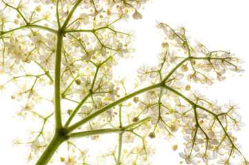 Holunderblüten freigestellt