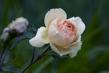 beige soft rose