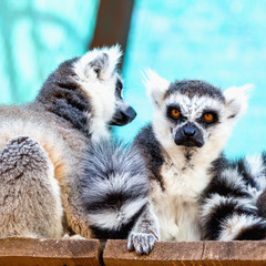Lemurs family