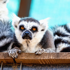 Angry lemur closeup