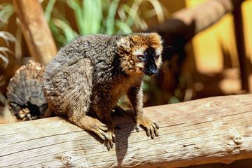 Lemur on wood