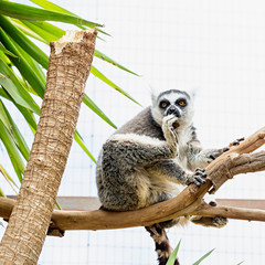 Lemur on tree branch