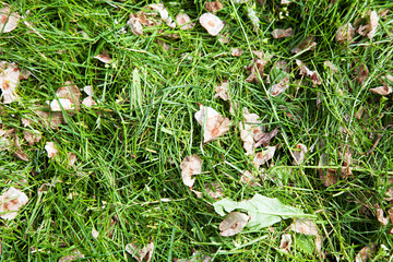 Grasschnitt