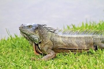 Florida Landscapes, Male Iguana