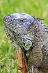 Adult Male Iguana, Florida Wildlife