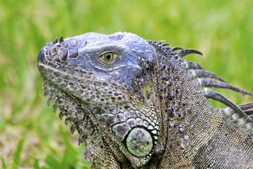 Green Male Iguana, Miami