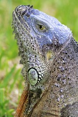 Male Adult Iguana