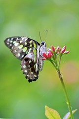 Graphium Swallowtail butterfly, tailed jay Graphium agamemnon
