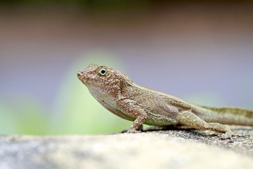 Brown Lizard, Florida Wildlife