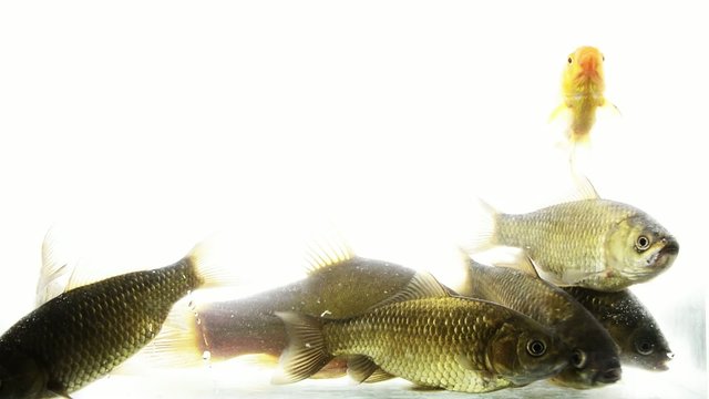 Ryby z polskich w&oacute;d