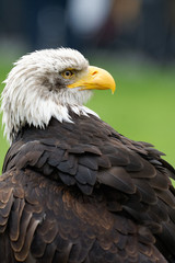 Weißkopfseeadler, Haliaeetus leucocephalus