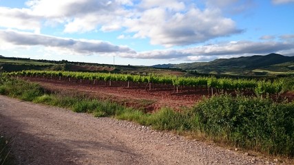 Fototapeta premium Viñedos