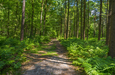 Footpath through a sunny forest in spring