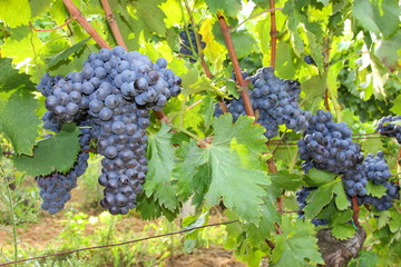 Ciliegiolo black grapes