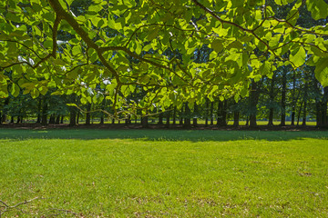 Foliage of a beech forest in sunlight in spring