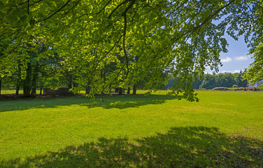 Foliage of a beech forest in sunlight in spring