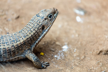 Lizard or lacertian reptile