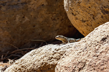 Lizard or lacertian reptile