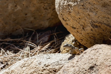 Lizard or lacertian reptile