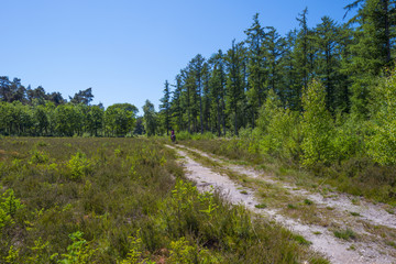 Fototapeta na wymiar Footpath along a pine forest in spring 