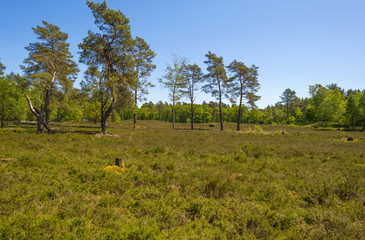 Fototapeta premium Clearing in a pine forest in sunlight in spring