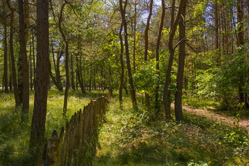 Obraz premium Footpath through a pine forest in spring