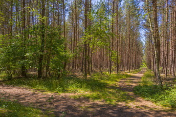 Obraz premium Footpath through a pine forest in spring