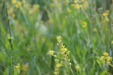 dragonfly