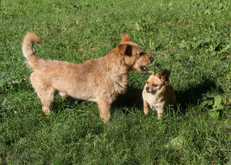Meeting of two red dogs. The conflict over territory