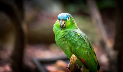 Portrait of blue fronted parrot