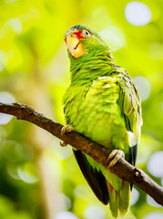 Portrait of white-fronted parrot