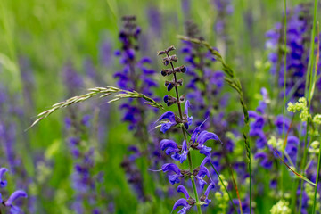 Lavender on a meadow in Munich, Germany, 2015