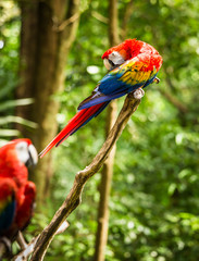 Scarlet Macaw parrots