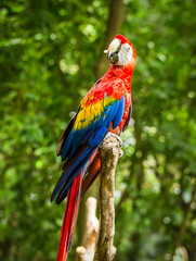 Naklejka na ściany i meble Scarlet Macaw parrot