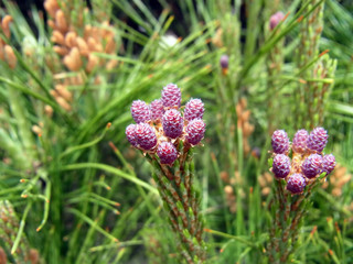 松ぼっくりの子供