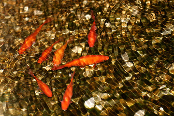 Złote rybki pod wodą - Karpie Koi - obrazy, fototapety, plakaty
