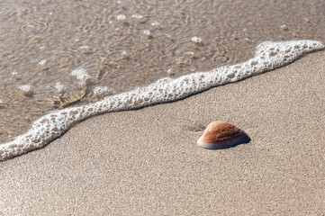 Concha en la playa