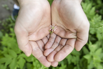 small flower with white petals lies in the palm of a man in the woods