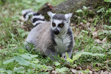 Naklejka na ściany i meble Ring-tailed lemur in nature
