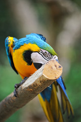 ルリコンゴウインコ