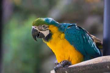 ルリコンゴウインコ