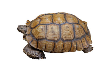 african spurred tortoise or geochelone sulcata