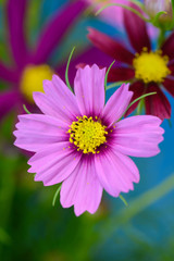 Obraz premium コスモス